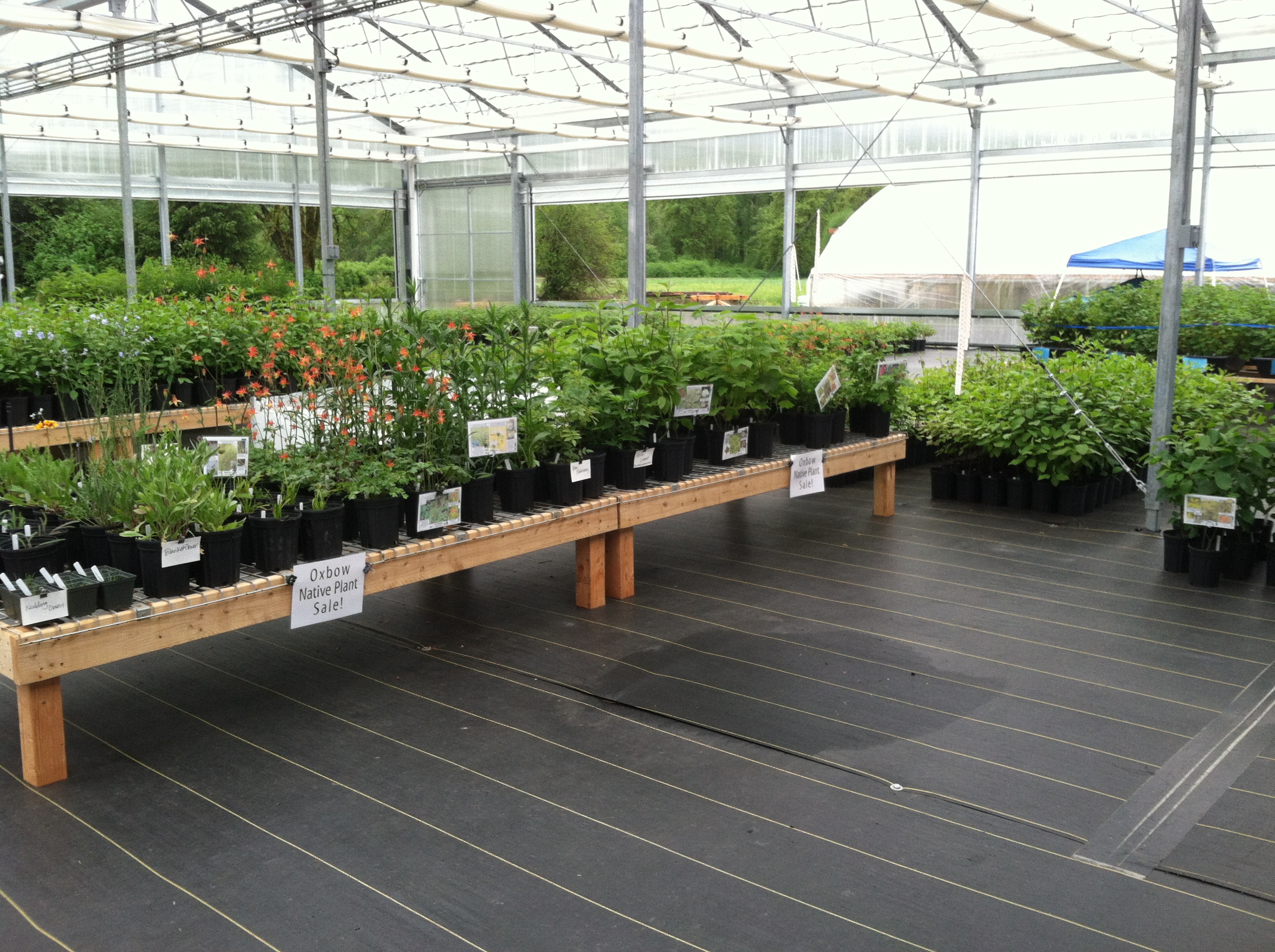 Native Plant Nursery open on Fridays Oxbow Farm & Conservation Center