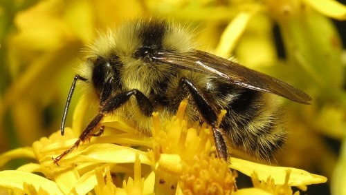 native bumblebee