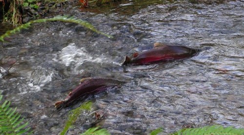 coho salmon tillamook forest
