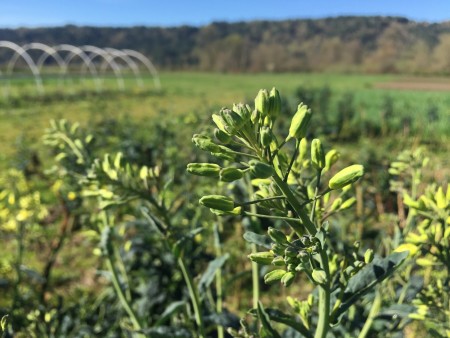 flowering kale