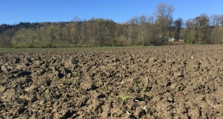 tilled soil oxbow farm carnation