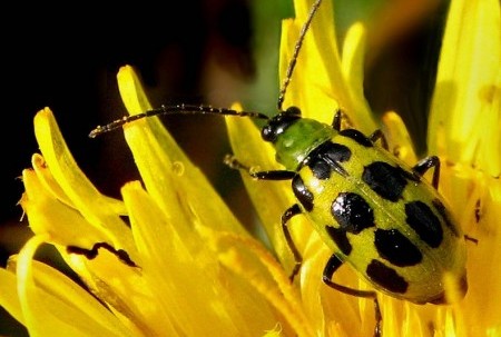 Cucumber beetles are an invasive insect that have become well-established throughout North America. They present a major problem for organic vegetable growers. 