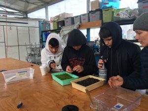 Students transplant ferns at Oxbow