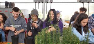 Students transplant douglas fir seedlings