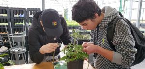 Students inspect plants for pests