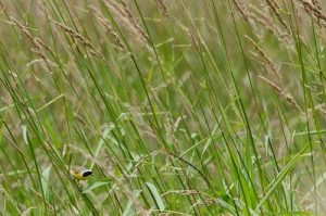 Common Yellowthroat