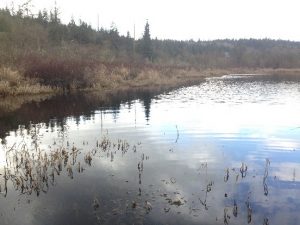 a healthy pond with forest healthy pond