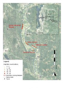 map of amphibian hotspots in the snoqualmie valley amphibian map