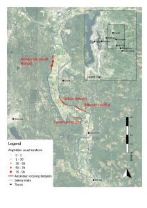 amphibian map