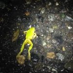 roadkilled tree frog roadkilled tree frog
