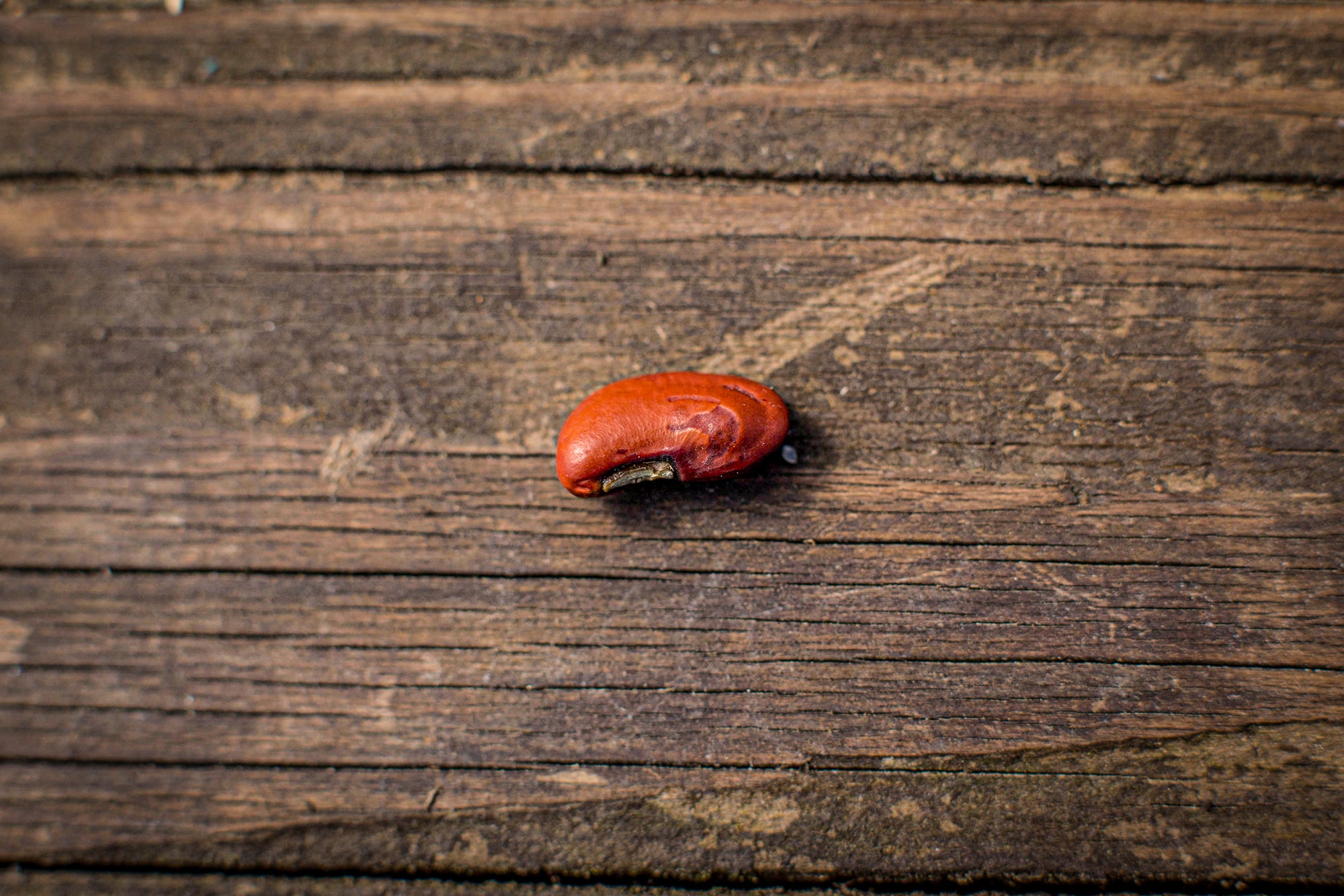 one tiny seed storytime