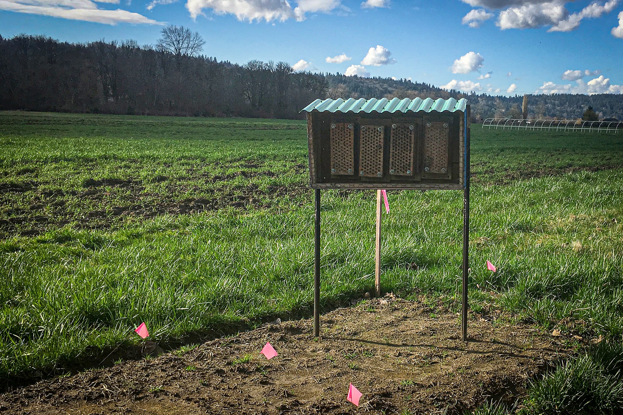 pollinator house