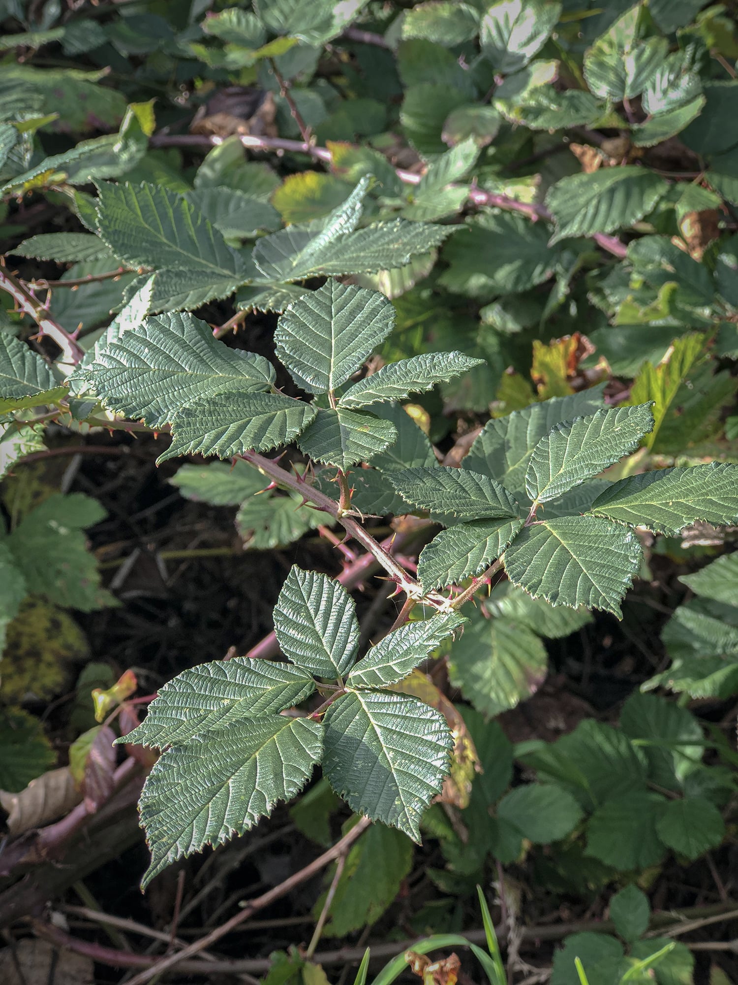 Invasive Blackberry Oxbow Farm Conservation Center