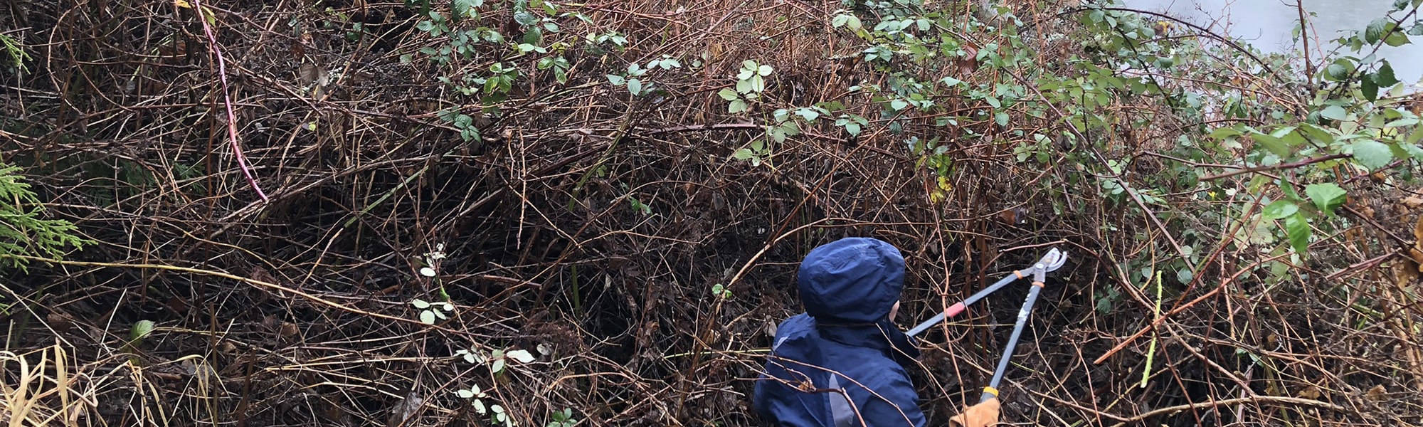 Invasive Blackberry Oxbow Farm & Conservation Center