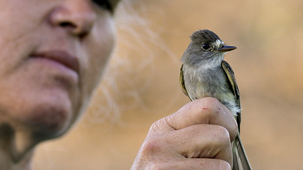 mary whitfield flycatcher