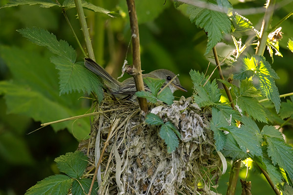 willow flycatcher nest