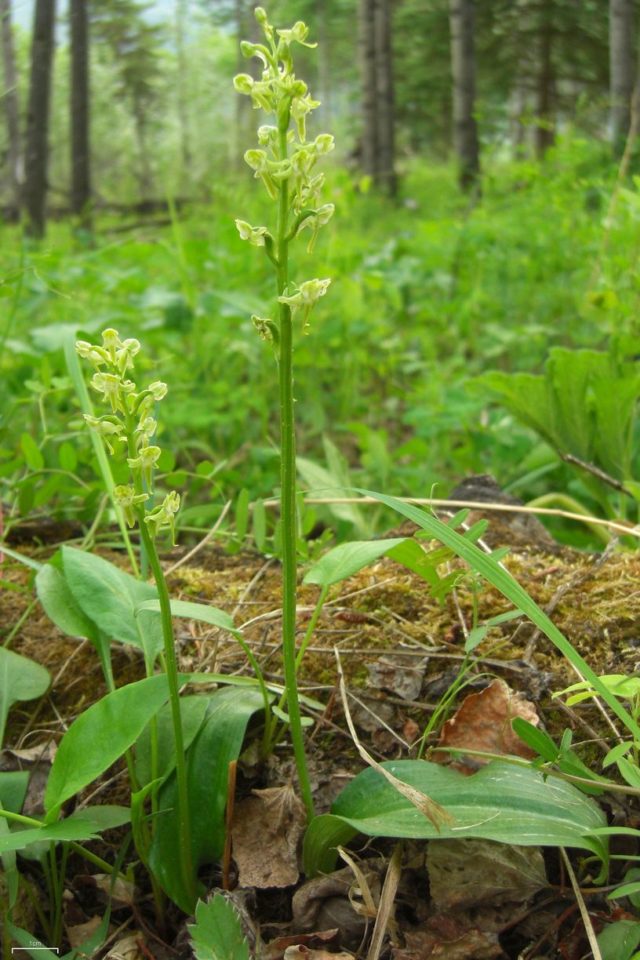 blunt-leaf orchid