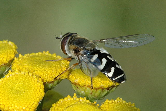 syrphid fly
