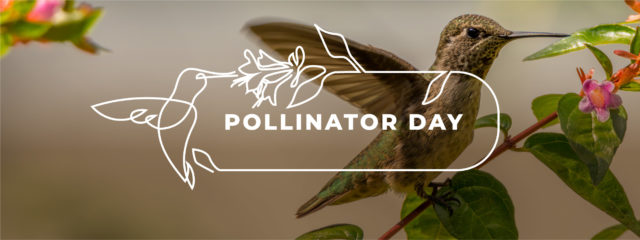 pollinator day graphic