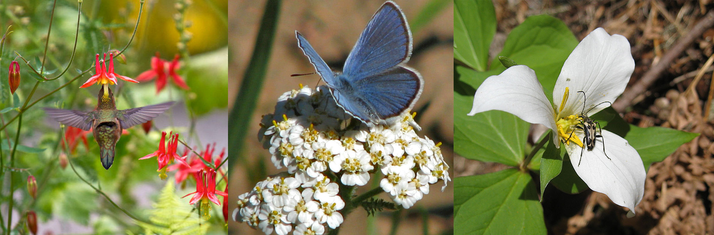 Pollinator Picks Attract more pollinators by planting what they love