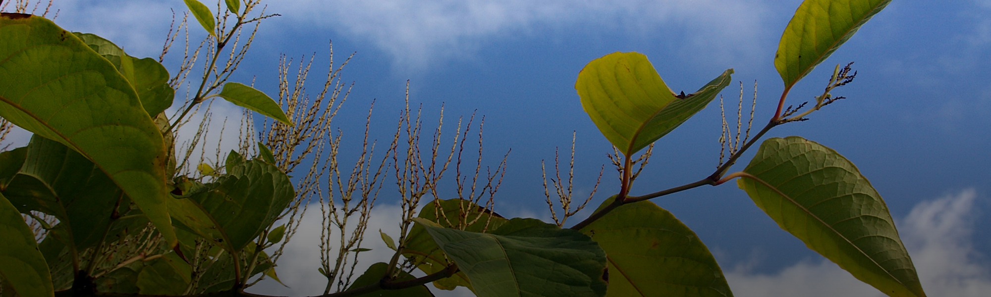 Knotweed Information and Control Resources Oxbow Farm & Conservation