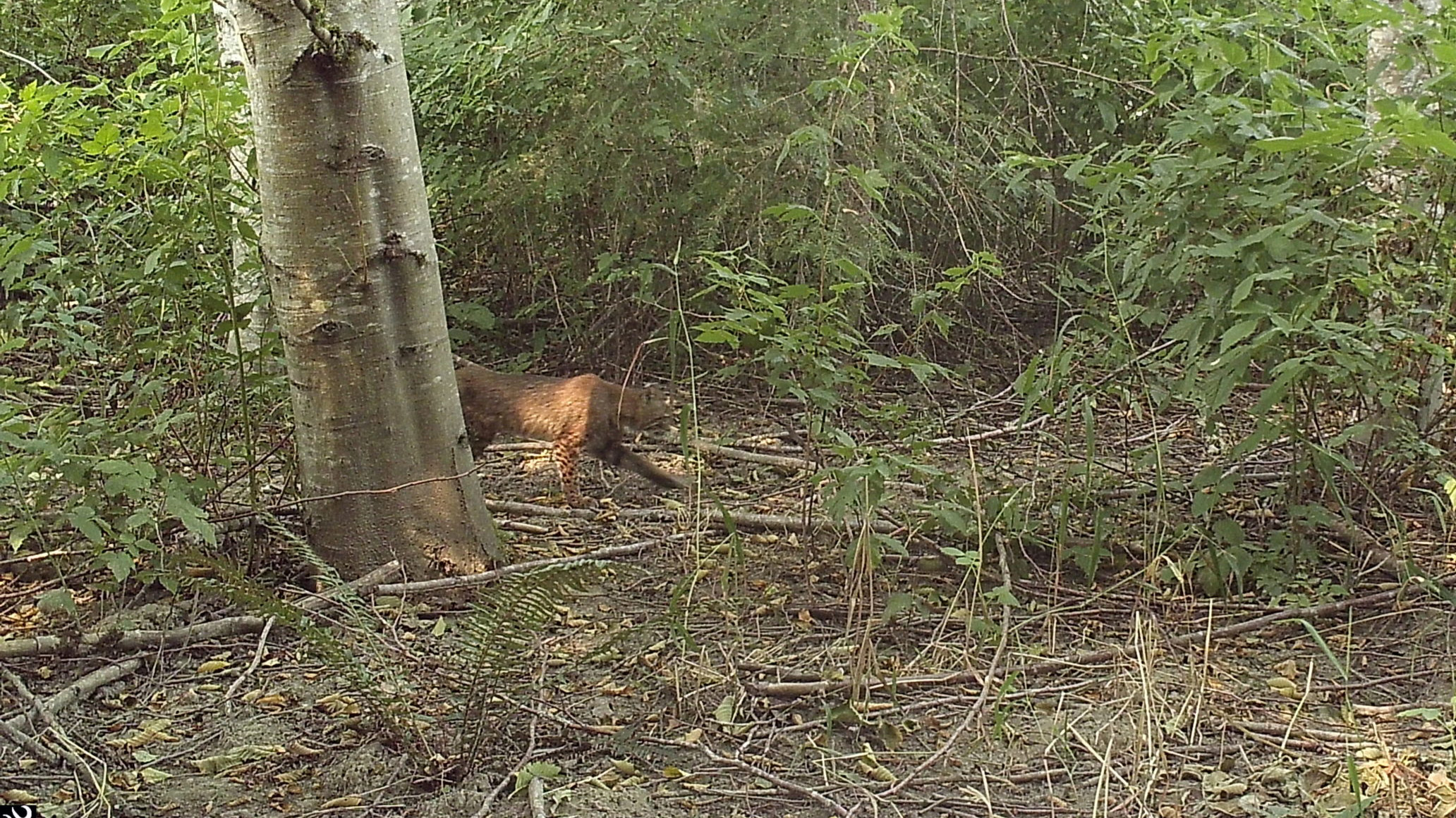 Bobcat Sighting Signals a Habitat Restoration Win | Oxbow Farm ...