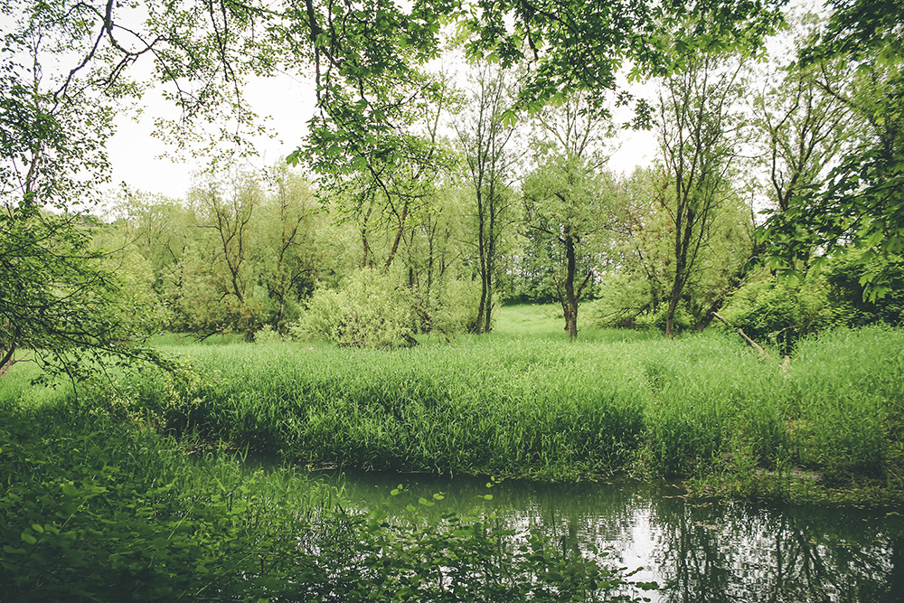 As long as there's life, there's hope': Seedling of Survivor Tree thrives  in Central