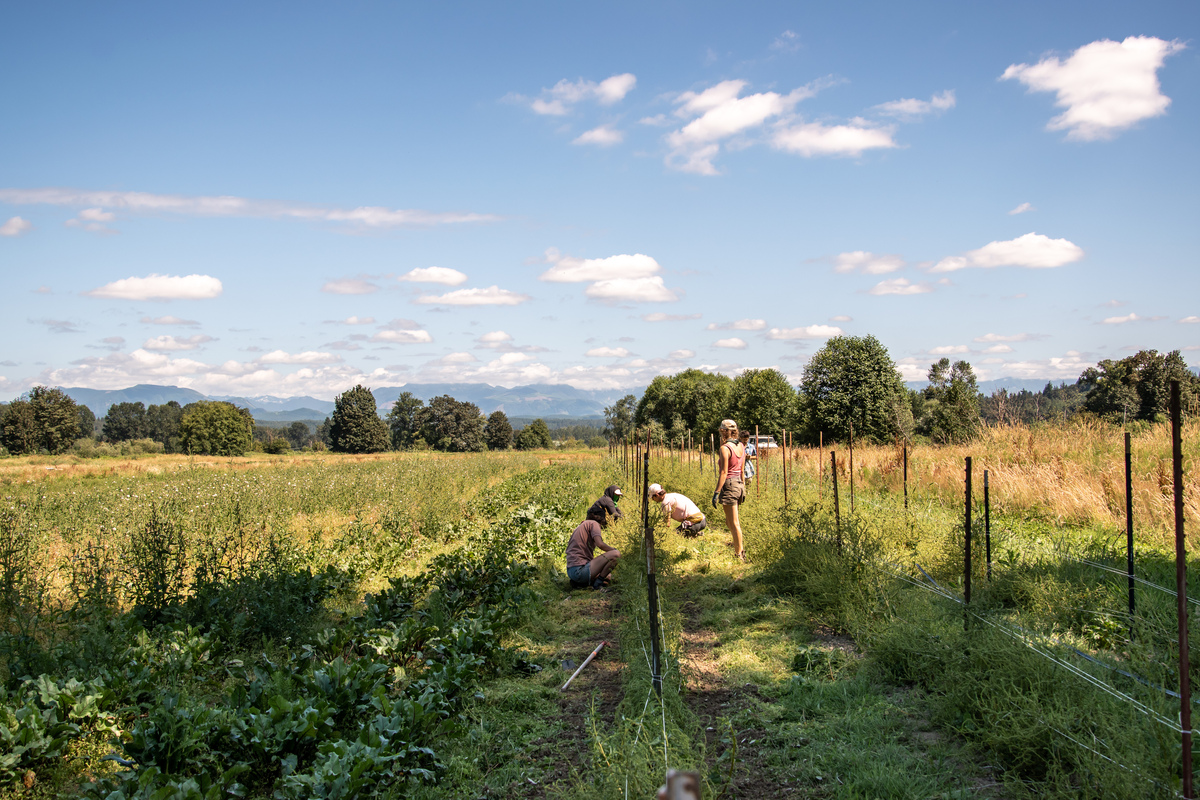 Farmers working the fields on a warm summer's day.