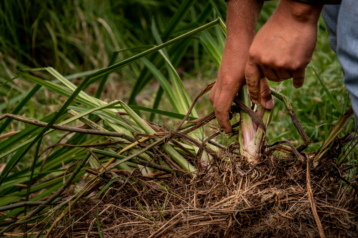 Conservation Team Volunteer Highlight Paul Oxbow Farm & Conservation