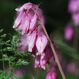 Bleeding Heart (Dicentra formosa)