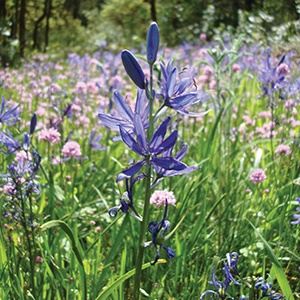 Common Camas (Camassia quamash ssp. breviflora)