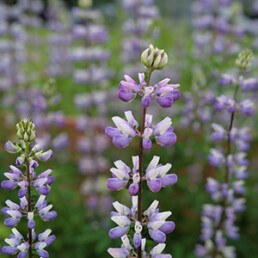 Lupine (Lupinus polyphyllus, L. albicaulis, L. latifolia, L. rivularus)