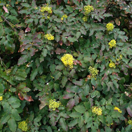 Oregon Grape (Mahonia aquifolium and M. nervosa)