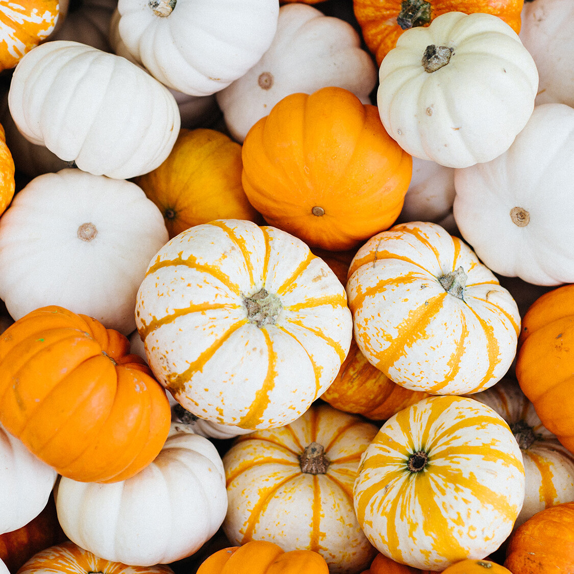 Assorted white, orange, and striped mini pumpkins.