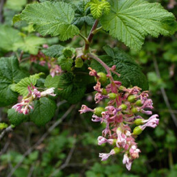 Red Flowering Currant (Ribes sanguineum)