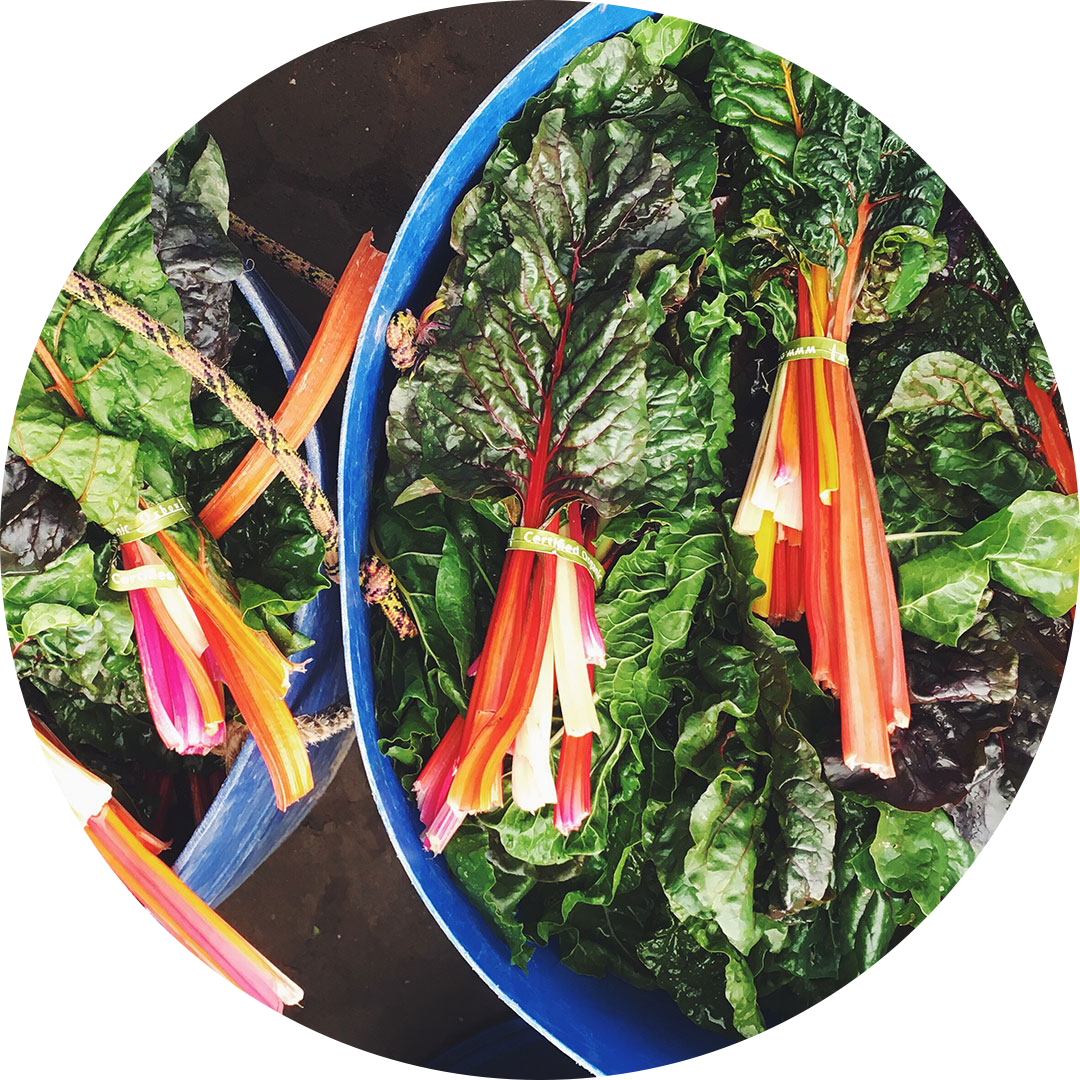 Freshly harvested bundles of vibrant rainbow chard in blue bins at Oxbow Farm & Conservation Center, ready for donation to local food security programs.