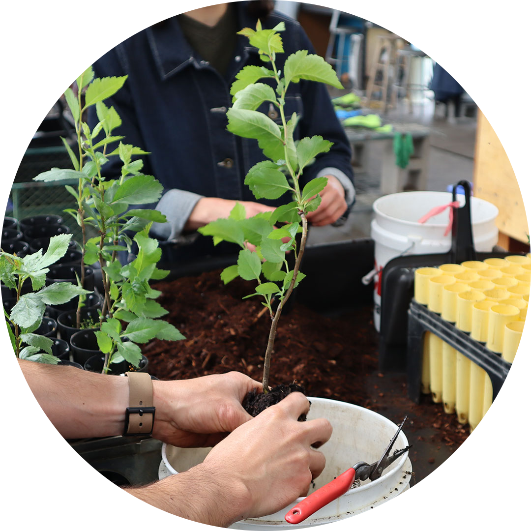 Hands carefully transplanting a young native seedling at Oxbow Farm & Conservation Center’s Native Plant Nursery, supporting habitat restoration and sustainable agriculture.