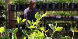 A customer browsing potted native plants at Oxbow’s Plant Stand, surrounded by lush greenery under a wooden canopy.