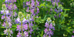 Blooming purple and lavender lupine flowers at Oxbow’s Plant Stand, showcasing native plants that support pollinators and sustainable landscapes.