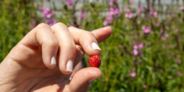 A hand holding a freshly picked native woodland strawberry, with blooming wildflowers in the background.
