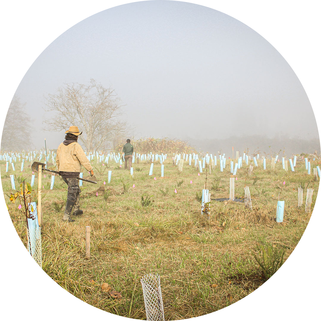 Workers planting and tending to young native trees in a misty riparian buffer at Oxbow Farm & Conservation Center, supporting habitat restoration and environmental conservation efforts.