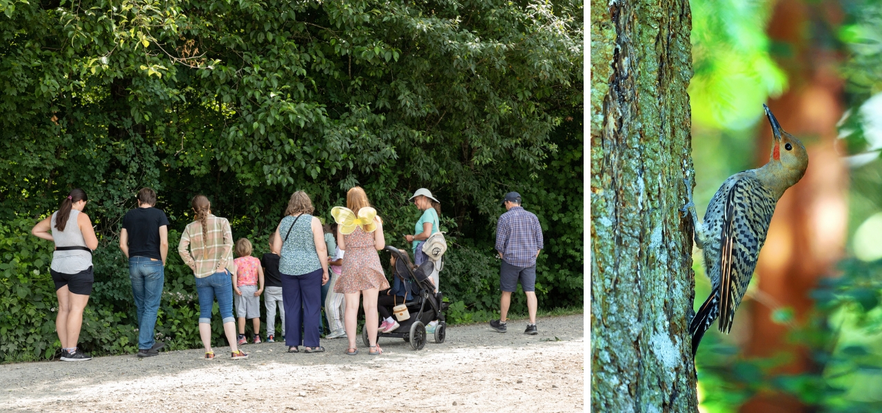 Families and individuals observing birds along a wooded trail; Northern Flicker woodpecker perched on a tree trunk in a forest.