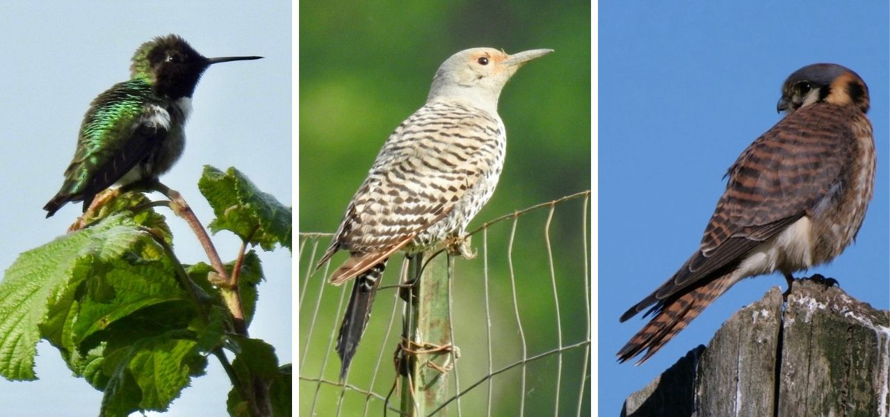 Three bird species featured: Anna's Hummingbird perched on a leaf, Northern Flicker resting on a fence, and American Kestrel perched on a post.