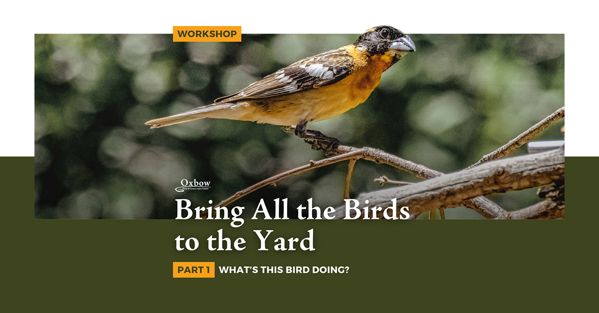 Workshop banner for 'Bring All the Birds to the Yard' Part 1 at Oxbow Farm featuring a colorful bird perched on a branch against a natural green background.