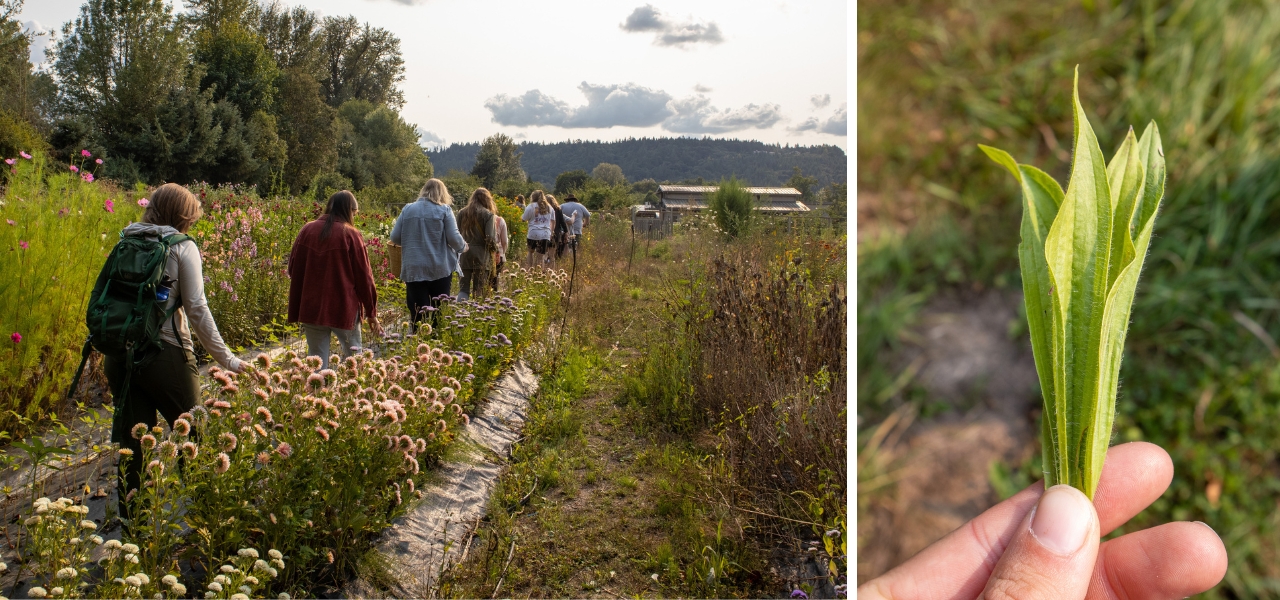 Participants walking through farm fields and close-up of edible native plant leaves at Oxbow.