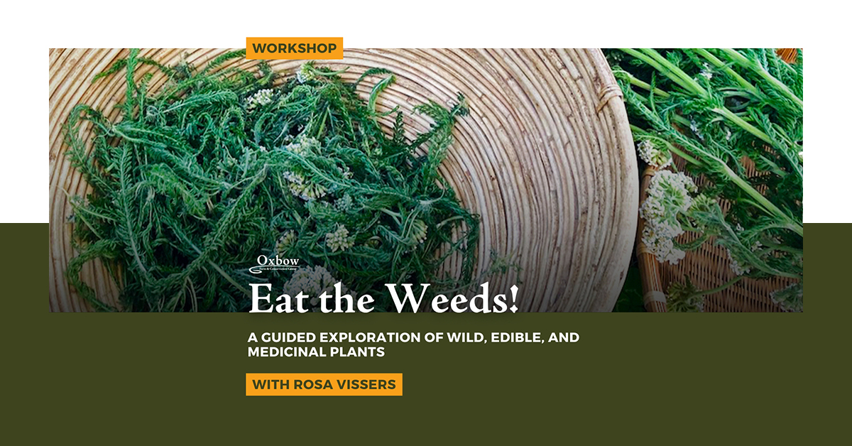 Eat the Weeds workshop banner featuring wild edible plants at Oxbow.