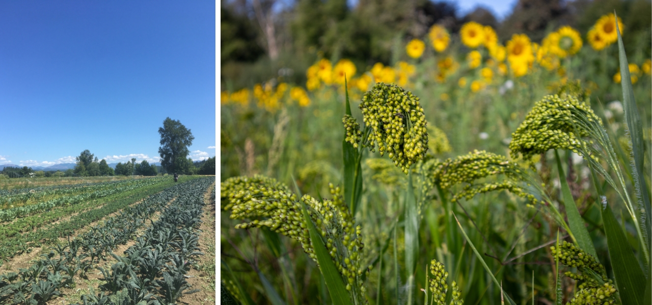 Organic farm fields and millet growing alongside sunflowers at Oxbow.