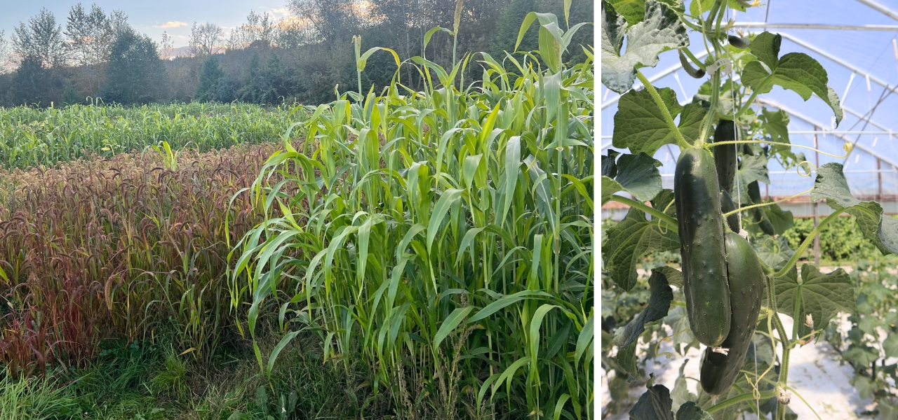 Organic cover crops and greenhouse cucumbers growing at Oxbow.