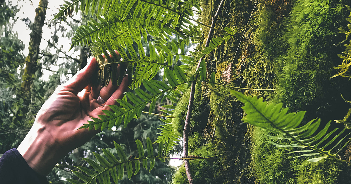 A close-up of a hand gently holding a vibrant green fern leaf in a moss-covered forest at Oxbow Farm & Conservation Center, highlighting native plant restoration and ecological stewardship.