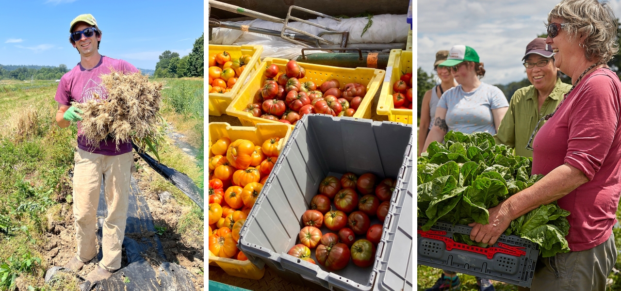 Volunteers harvesting produce, crates of heirloom tomatoes, and a joyful community glean at Oxbow.